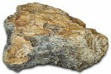 Dinosaur (Triceratops) Frill Shield Section - Montana #347962-1